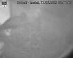 Capi_Dubne_20250617_020003.jpg