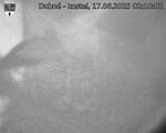 Capi_Dubne_20250617_021002.jpg