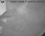 Capi_Dubne_20250617_022002.jpg
