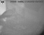 Capi_Dubne_20250617_024002.jpg