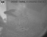 Capi_Dubne_20250617_025003.jpg