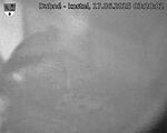 Capi_Dubne_20250617_032002.jpg