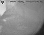 Capi_Dubne_20250617_033002.jpg