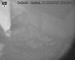 Capi_Dubne_20250617_034502.jpg