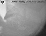 Capi_Dubne_20250617_035002.jpg