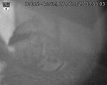 Capi_Dubne_20250617_035503.jpg