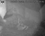 Capi_Dubne_20250617_040502.jpg