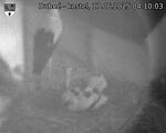 Capi_Dubne_20250617_041003.jpg