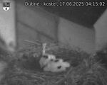 Capi_Dubne_20250617_041502.jpg