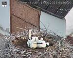 Capi_Dubne_20250617_050003.jpg