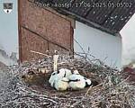 Capi_Dubne_20250617_050502.jpg