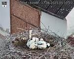 Capi_Dubne_20250617_051003.jpg