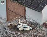 Capi_Dubne_20250617_052003.jpg