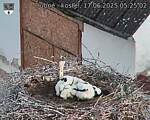 Capi_Dubne_20250617_052502.jpg
