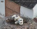 Capi_Dubne_20250617_053504.jpg