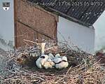 Capi_Dubne_20250617_054002.jpg