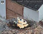 Capi_Dubne_20250617_054503.jpg