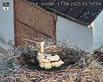 Capi_Dubne_20250617_055004.jpg