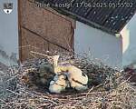 Capi_Dubne_20250617_055502.jpg