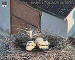 Capi_Dubne_20250617_060003.jpg