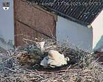 Capi_Dubne_20250617_060503.jpg
