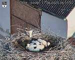 Capi_Dubne_20250617_061502.jpg