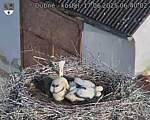Capi_Dubne_20250617_064002.jpg