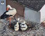 Capi_Dubne_20250617_065004.jpg