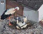 Capi_Dubne_20250617_070503.jpg