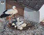 Capi_Dubne_20250617_071503.jpg