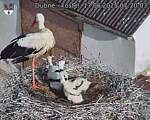 Capi_Dubne_20250617_072003.jpg