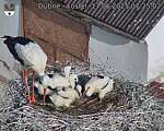 Capi_Dubne_20250617_072502.jpg