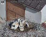 Capi_Dubne_20250617_074002.jpg