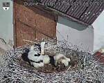 Capi_Dubne_20250617_080002.jpg