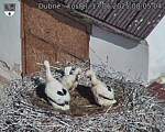 Capi_Dubne_20250617_080504.jpg