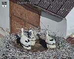 Capi_Dubne_20250617_081003.jpg