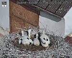 Capi_Dubne_20250617_082003.jpg