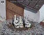 Capi_Dubne_20250617_083003.jpg