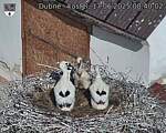 Capi_Dubne_20250617_084002.jpg