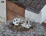 Capi_Dubne_20250617_085003.jpg