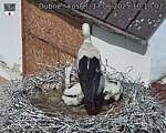 Capi_Dubne_20250617_101002.jpg