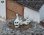 Capi_Dubne_20250617_104504.jpg