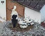 Capi_Dubne_20250617_105503.jpg