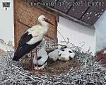 Capi_Dubne_20250617_110002.jpg
