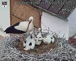 Capi_Dubne_20250617_110503.jpg