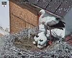 Capi_Dubne_20250617_120003.jpg