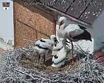 Capi_Dubne_20250617_120504.jpg