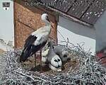 Capi_Dubne_20250617_121002.jpg