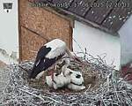 Capi_Dubne_20250617_122003.jpg