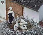 Capi_Dubne_20250617_122502.jpg